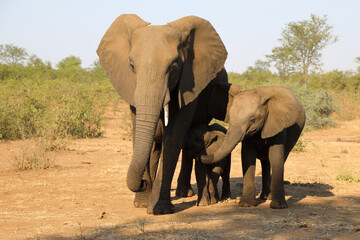 Obraz premium Afrikanischer Elefant / African elephant / Loxodonta africana.