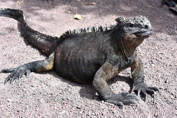 Galapagos marine iguana in Galapagos Islands, Ecuador