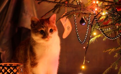 Zima. Świętochny czas. Choinka ozdobiona światłem i zabawkami. Rudy kotek pod choinką z prezencikami.