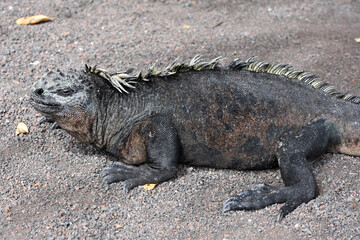 Galapagos marine iguana in Galapagos Islands, Ecuador