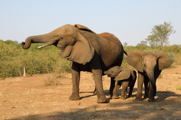 Obraz premium Afrikanischer Elefant / African elephant / Loxodonta africana.