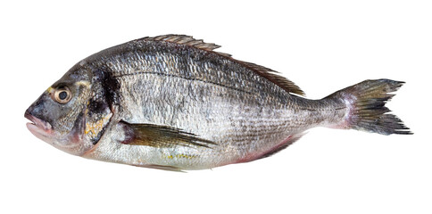 raw gilt-head sea bream (Sparus aurata, Orata, Dorada) cut out on white background