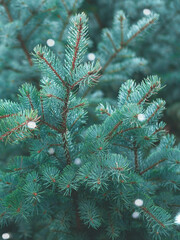 Beautiful evergreen blue spruce branches as a christmas background with sparks, with a shallow focus.