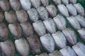 Gourami fish on the panel background, animal, food