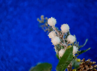 Blurred background. A branch in the snow on a blue background. Christmas, new year 2021. Copy space. Macro.