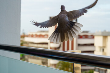 Pigeon flies away from balkony