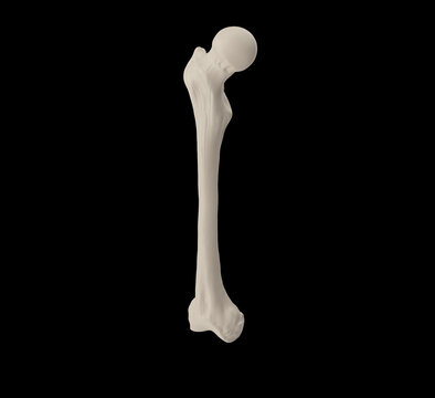 Femur Bone Isolated on Black Background