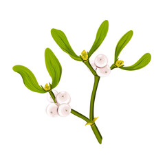 Mistletoe branch. Vector white berries, green leaves. Traditional Christmas symbol