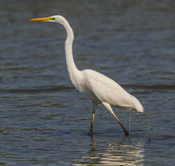 great egret (Ardea alba) alias common, large or great white egret or heron wading in pond