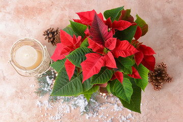 Christmas plant poinsettia and decor on table