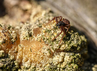 small brown crab spider (Ozyptila) on hardened tree resin