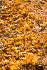 Fallen leaves on the ground in autumn park