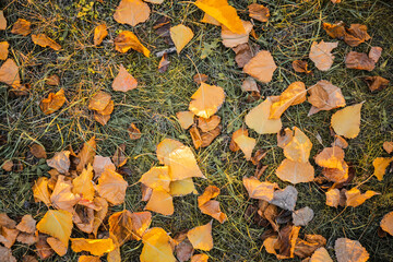 Autumn leaves on ground in park