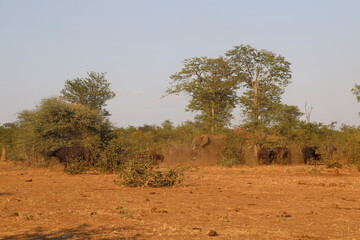 Afrikanischer Elefant und Kaffernbüffel / African elephant and Buffalo / Loxodonta africana et Syncerus caffer