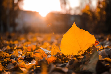 Autumn leaves on ground in park, closeup