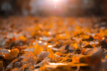Autumn leaves on ground in park, closeup