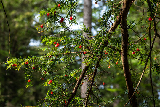 Nature preserve Eibenwald Paterzell, Yew forest Paterzell, Bavaria, Germany
