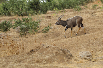 Nyala / Nyala / Tragelaphus angasii.