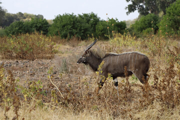 Obraz premium Nyala / Nyala / Tragelaphus angasii.