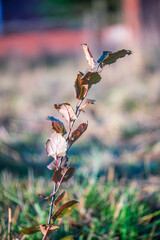 Dry plant twig with leaves on the autumn grass in a colorful blurry background