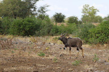 Nyala / Nyala / Tragelaphus angasii.