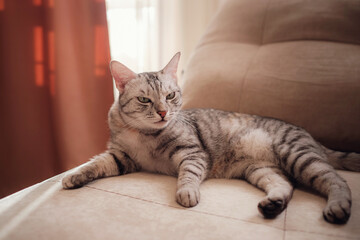 a funny gray cat rests on the sofa on a sunny day