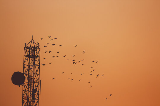 a flock of birds flying around the communication tower in the orange sky