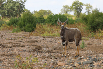 Nyala / Nyala / Tragelaphus angasii.