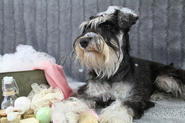 bain schnauzer