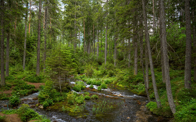 Wald in Oberort, Tragöß bei Grüner See