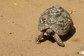 Leopardenschildkröte / Leopard tortoise / Geochelone pardalis