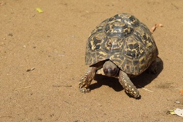Leopardenschildkröte / Leopard tortoise / Geochelone pardalis
