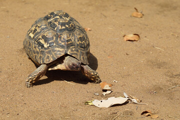 Leopardenschildkröte / Leopard tortoise / Geochelone pardalis
