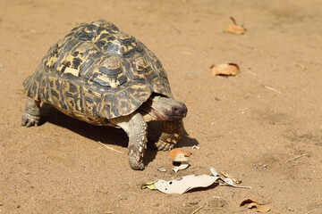Obraz premium Leopardenschildkröte / Leopard tortoise / Geochelone pardalis