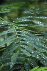 morning dew on the leaves