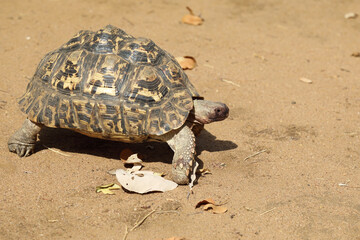 Leopardenschildkröte / Leopard tortoise / Geochelone pardalis
