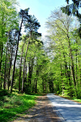 Fototapeta premium Schmale Straße in den frühlingshaften Wald