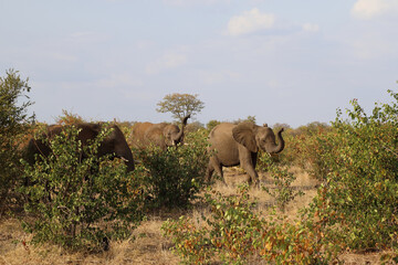 Afrikanischer Elefant / African elephant / Loxodonta africana
