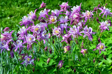 Viele blühende lila Akeleien
