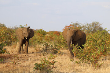 Fototapeta premium Afrikanischer Elefant / African elephant / Loxodonta africana