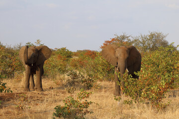 Afrikanischer Elefant / African elephant / Loxodonta africana