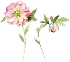 Fototapeta premium Watercolor illustration of flowers and leaves.Manual composition.Design for cover, fabric, textile, wrapping paper .