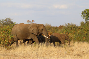 Fototapeta premium Afrikanischer Elefant / African elephant / Loxodonta africana.
