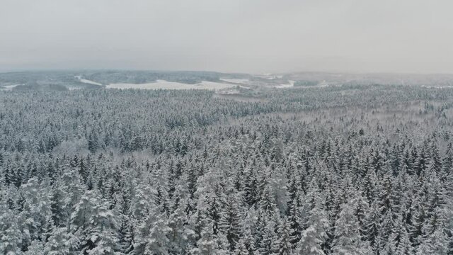 Aerial top view beautiful winter forest. Spruce and pine frosty trees covered with snow. Winter nature, frozen white tree tops. Top view camera flies over snowy landscape. Drone flight over woods