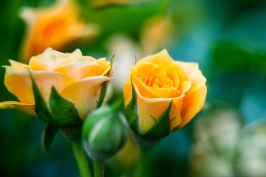 Closeup shot or macro of a rich orange or light yellow rose