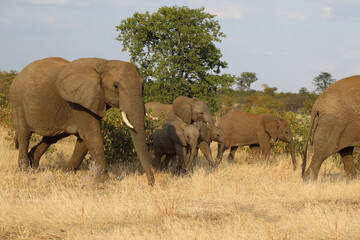 Obraz premium Afrikanischer Elefant / African elephant / Loxodonta africana