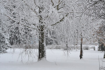 Scenic view of frozen trees on snow covered landscape. Snow And Trees.