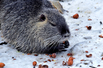 Das Nutria im Schnee genießt Speiseabfälle (Nahaufnahme)