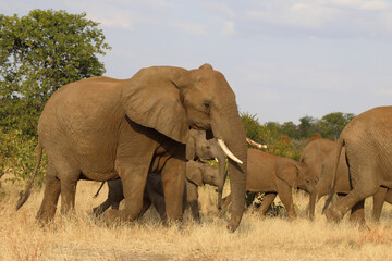 Fototapeta premium Afrikanischer Elefant / African elephant / Loxodonta africana.