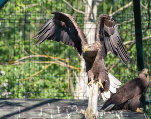 Eagle sitting on a broken tree branch at the zoo.